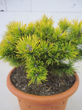 Pinus pumilio Wintergold2